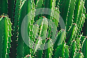 Amazingly beautiful San Pedro Cactus in the wildlife photo