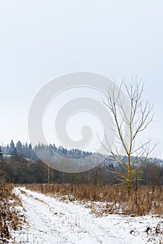 Amazingly beautiful winter day in the woods