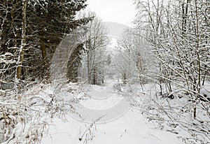 Amazingly beautiful winter day in the woods