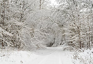 Amazingly beautiful winter day in the woods