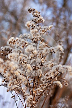 Amazingly fluffy branch