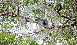 Amazon and america Monkey: Pithecia monachus, black huapo monkeyAmazon and america Monkey: Pithecia monachus, black huapo monkey