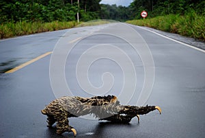 Amazon animal - sloth photo