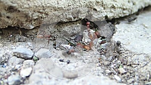 Amazon ants fighting with Formica ants