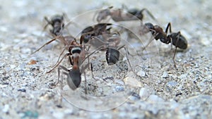 Amazon ants fighting with Formica ants