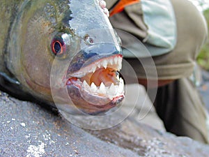 Amazon Black Piranha with exposed teeth