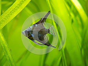 Amazon blue Angelfish Pterophyllum scalare isolated in tank fish with blurred background