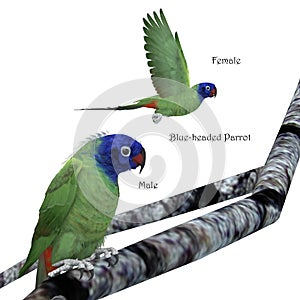 Amazon Blue-headed Parrot