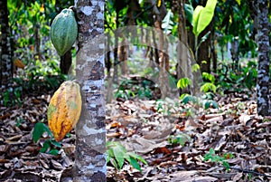 Amazon cocoa photo
