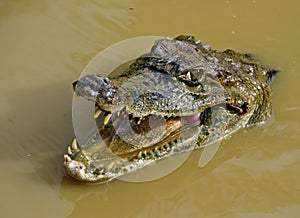 Amazon crocodile photo