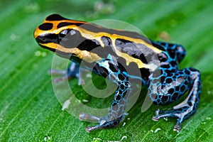 Amazon dart frog photo