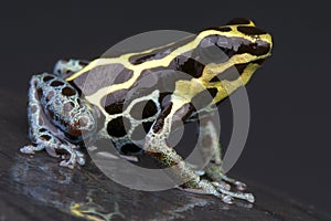 Amazon dart frog