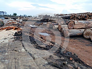 Amazon deforestation