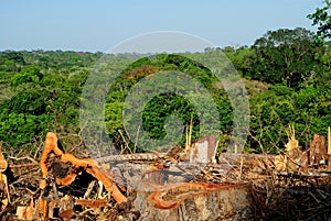 Amazon desflorestation