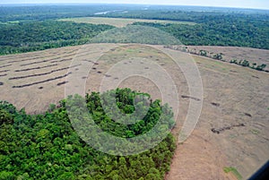 Amazon desflorestation photo