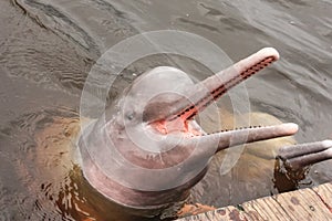 Amazon dolphin photo