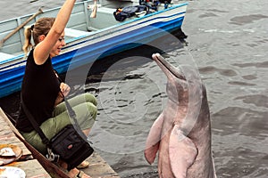 Amazon dolphin photo