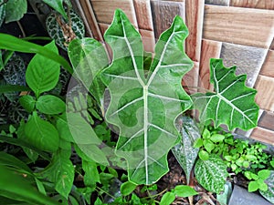 The Amazon Elephants Ear Leaf (Alocasia Mortfontanensis) photo