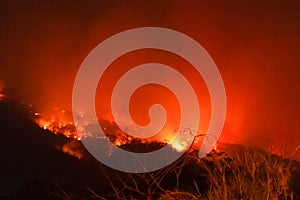 Amazon forest fire disater problem.Fire burns trees in the mountain at night