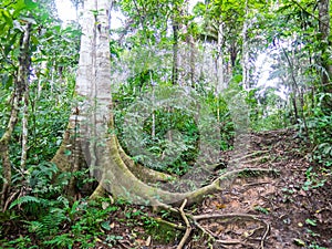 Amazon forest in the Madidi National Park, Bolivia