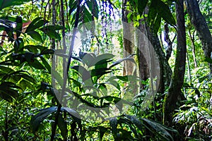 Amazon forest in the Madidi National Park, Bolivia