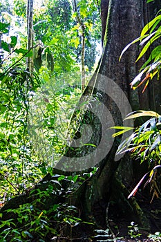 Amazon forest in the Madidi National Park, Bolivia