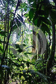 Amazon forest in the Madidi National Park, Bolivia