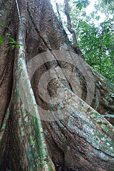 Amazon forest in the Madidi National Park, Bolivia