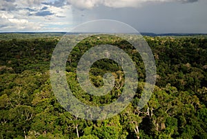 Amazon forest photo