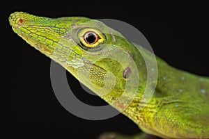 Amazon green anole Anolis punctatus
