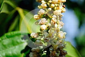 Amazon guarana flower photo