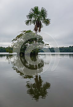 Amazon jungle photo