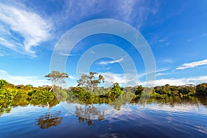 Amazon Jungle Reflections