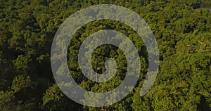 Amazon Jungle Tilt Up Dramatic Aerial View. Dense Rainforest, Brazil