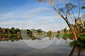 Amazon Jungle Typical View (The Amazonia)