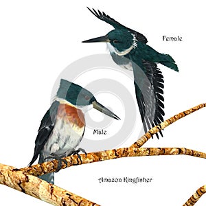 Amazon Kingfisher Bird