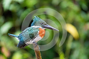 Amazon Kingfisher Chloroceryle amazona, Cano Negro Costa Rica photo