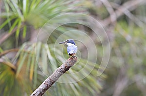 Amazon kingfisher