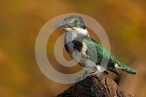 Amazon Kingfisher, Chloroceryle amazona, Green and white bird sitting on the branch, bird in the nature habitat, Baranco Alto, Pan photo