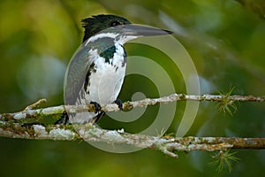 Amazon Kingfisher, Chloroceryle amazona. Green and white kingfisher bird sitting on the branch. Kingfisher in the nature habitat photo
