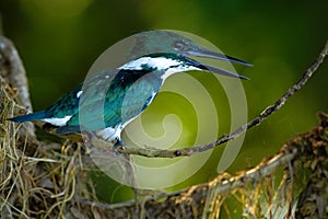 Amazon Kingfisher, Chloroceryle amazona. Green and white kingfisher bird sitting on the branch. Kingfisher in the nature habitat photo