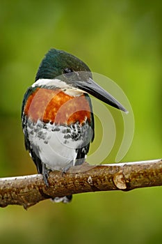 Amazon Kingfisher, Chloroceryle amazona, portrait of green and orange nice bird, Cano Negro, Costa Rica