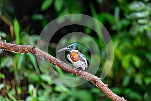 Amazon Kingfisher, Chloroceryle amazona, Refugio de Vida Silvestre Cano Negro, Wildlife and bird watching in Costa Rica photo