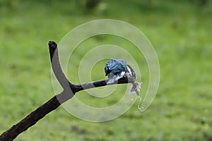 Amazon Kingfisher - Chloroceryle amazona sitting on branch with fish in its beak, green clear background, costa rica, beautiful