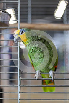Amazon large  green parrots sits in the cage and lloking into camera.  smart, social creature. Playful and affectionate bird able photo