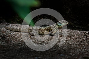 Amazon Lava Lizard - Calango