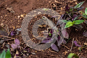 Amazon Lava Lizard - Calango