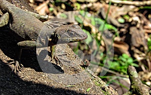 Amazon Lava Lizard Tropidurus torquatus Searching the Environm