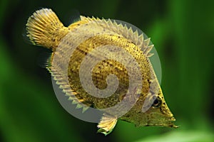 Amazon leaf fish (Monocirrhus polyacanthus)