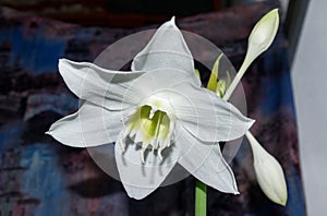 Amazon lily, Eucharis lily, Eucharis grandiflora, beautiful white flower